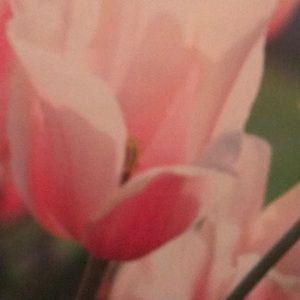 Meet your Posher, Pandora